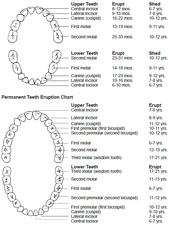 order of tooth eruption chart