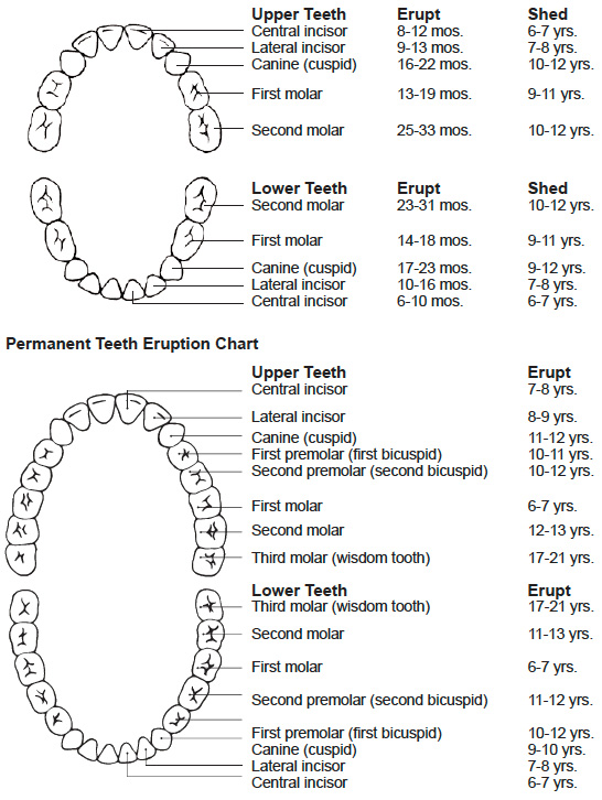 Primary And Permanent Teeth Eruption Chart