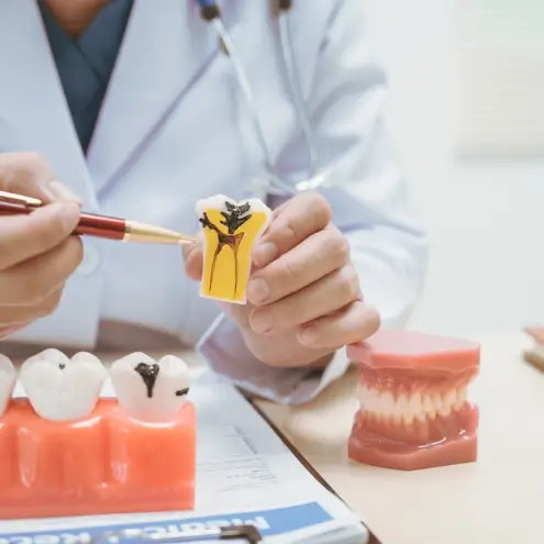 A person in a white coat points to a tooth model with a red pen. Nearby are dental tools and a model of gums with teeth, suggesting a dental lesson.